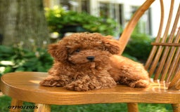 Toy Poodle dogs for sale: Fern - Image 6