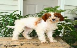 Mini Goldendoodle dogs for sale: Ginger - Image 6