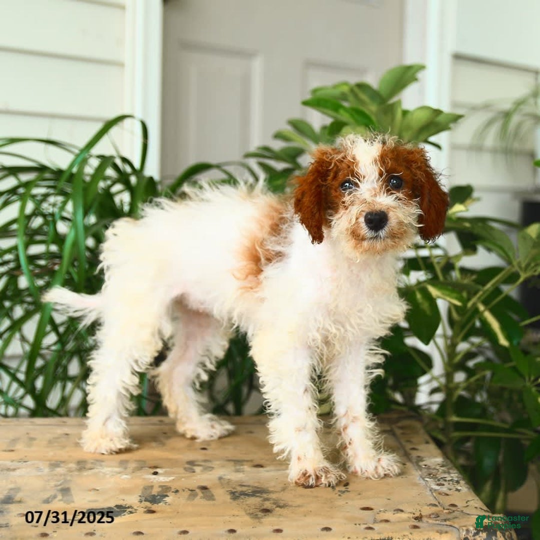 Mini Goldendoodle dogs for sale: Ginger - Image 6