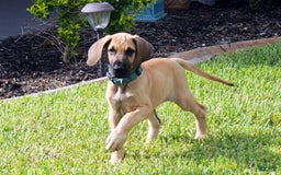 Great Dane dogs for sale: Linda - Image 2