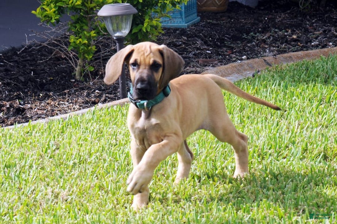 Great Dane dogs for sale: Linda - Image 2