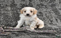 Mini Goldendoodle dogs for sale: Dallas - Image 13