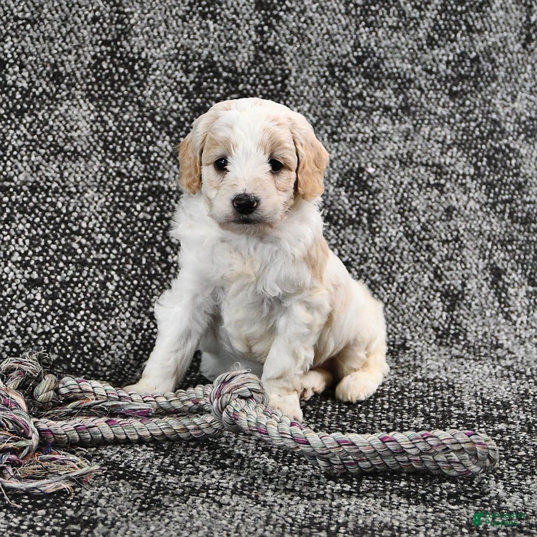 Mini Goldendoodle dogs for sale: Dallas - Image 13