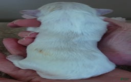 Maltese dogs for sale: Tinker - Image 7