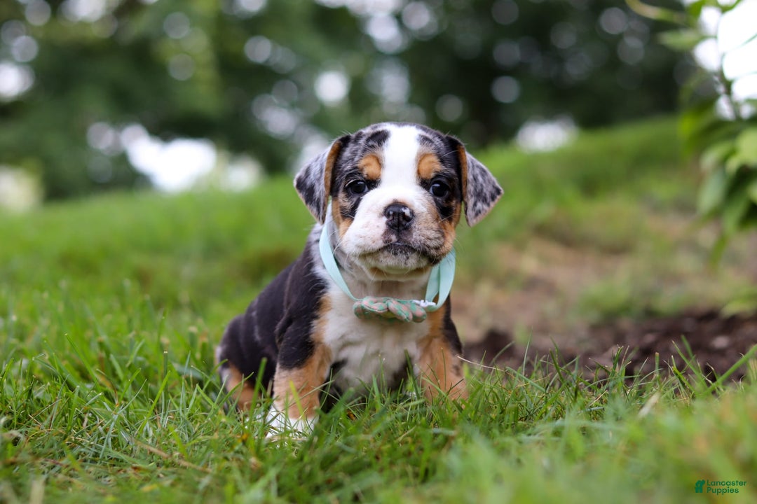 Beabull dogs for sale: Faith - Image 3