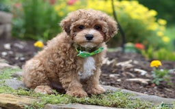 Yorkiepoo dogs for sale: Max - Image 19