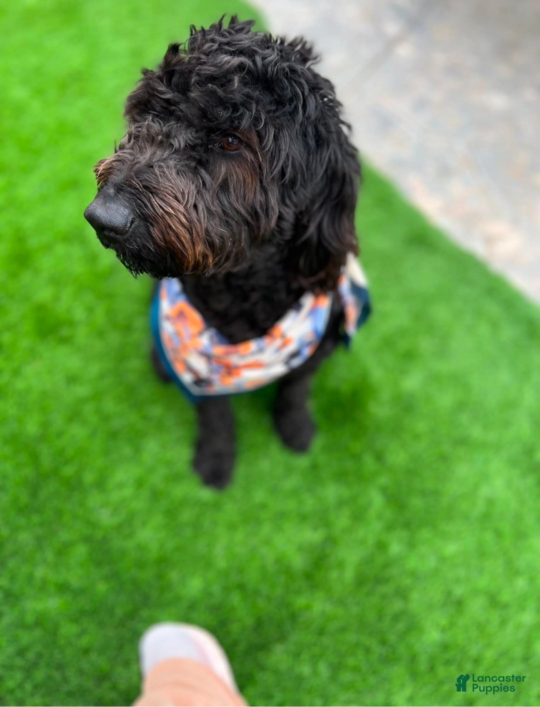 Goldendoodle dogs for sale: Noodle - Image 2