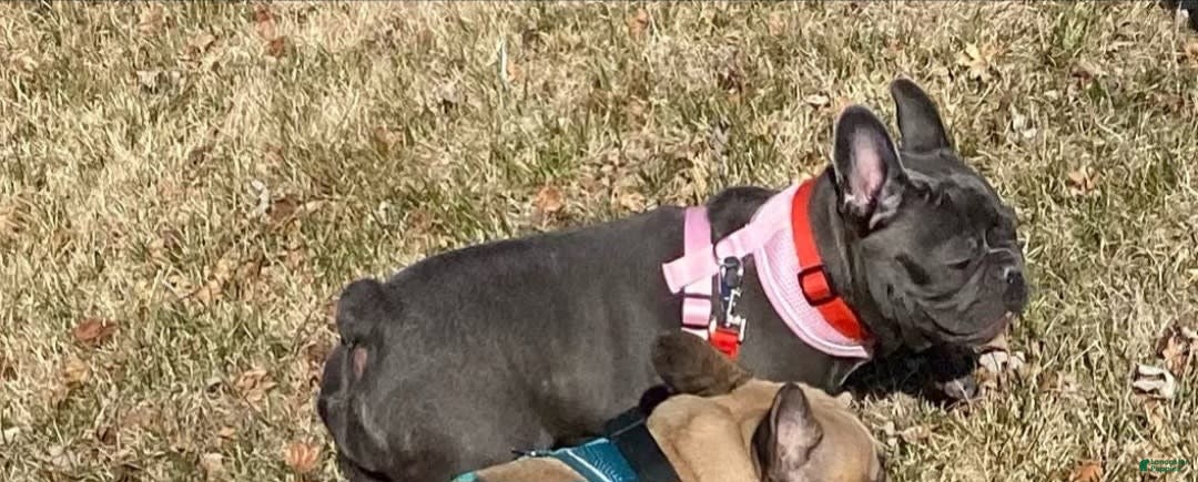 French Bulldog dogs for sale: Coco - Image 15