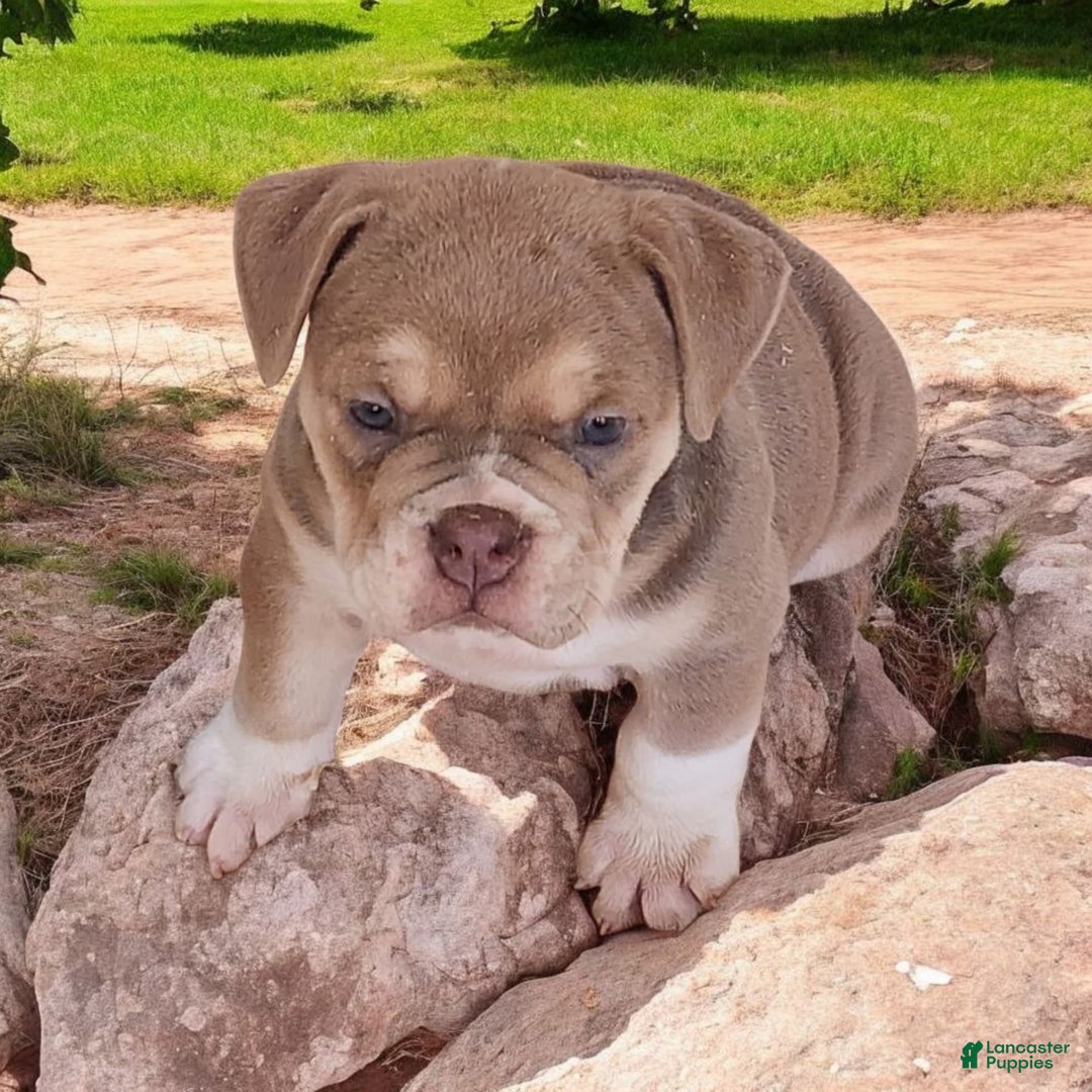 English Bulldog dogs for sale: Venus - Image 10