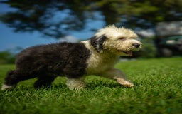 Old English Sheepdog dogs for sale: Fluffy - Image 7