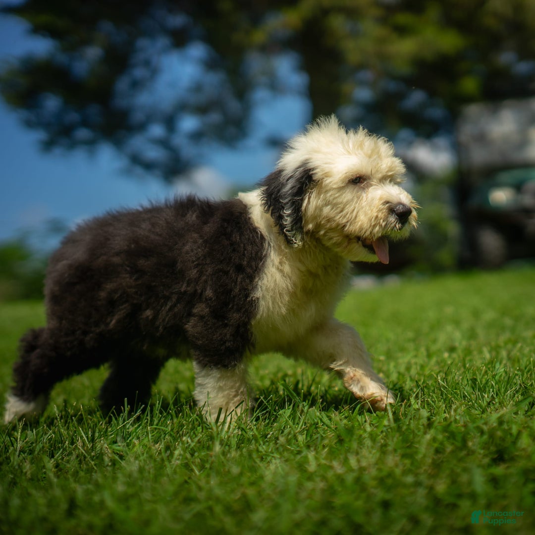 Old English Sheepdog dogs for sale: Fluffy - Image 7