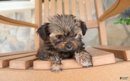 Shorkie dogs for sale: Khloe - Image 4