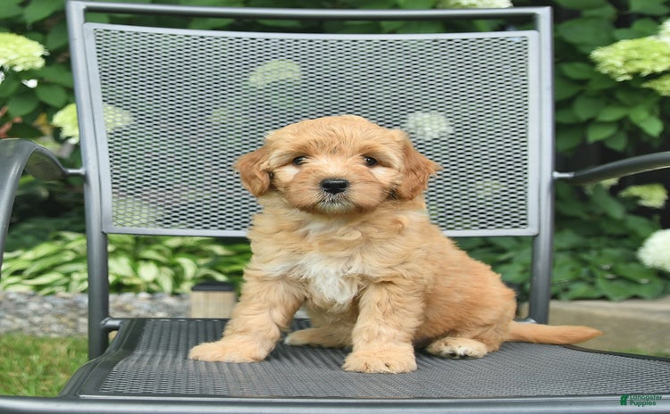 Mini Goldendoodle dogs for sale - Ad 3