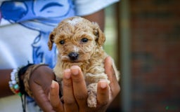 Miniature Poodle dogs for sale: Precious - Image 1