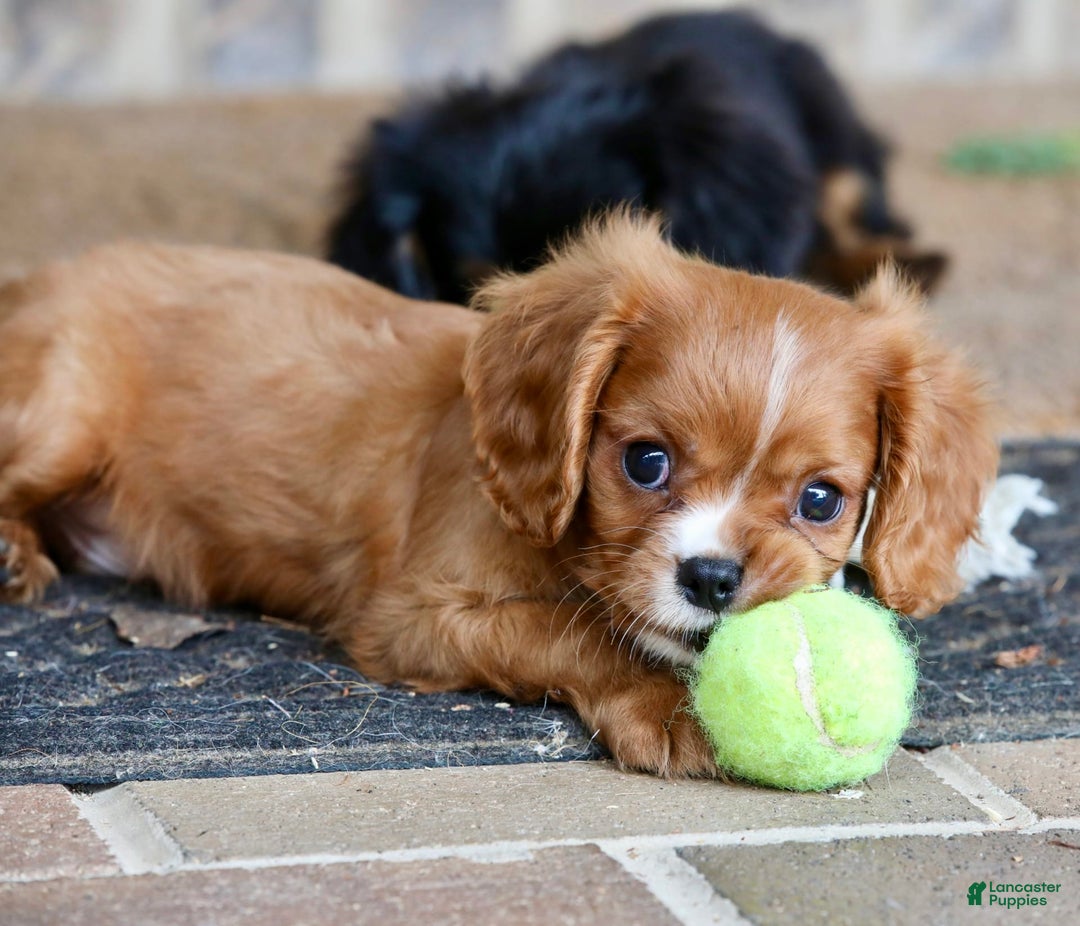 Cavalier King Charles Spaniel dogs for sale: Louie - Image 12