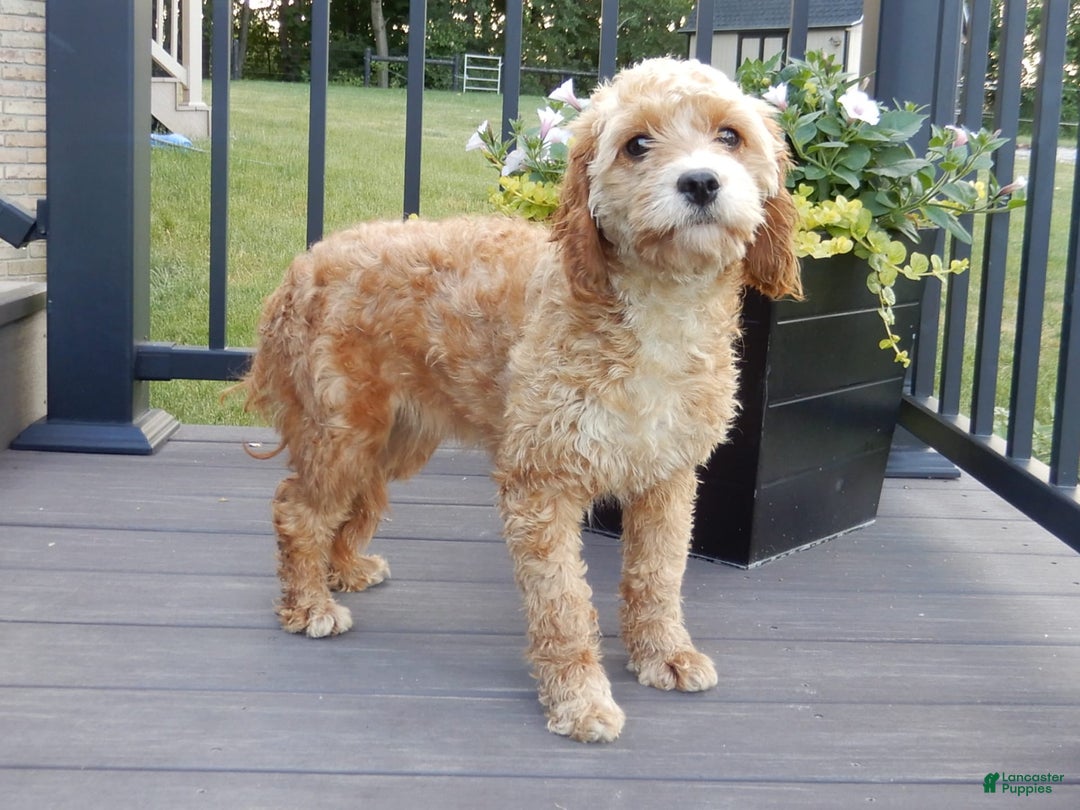Cavapoo dogs for sale: Patches - Image 8