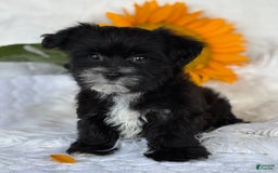 Morkie dogs for sale: LAKOTA - Image 8