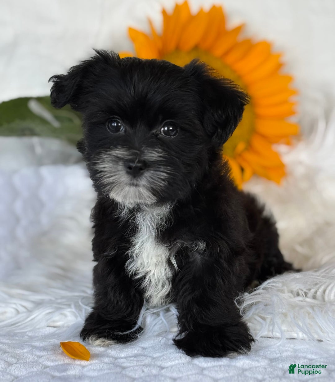 Morkie dogs for sale: LAKOTA - Image 8