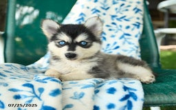 Pomsky dogs for sale: Tokyo - Image 5