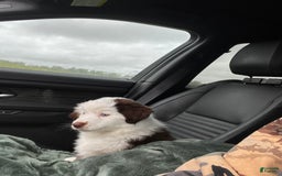 Australian Shepherd dogs for sale: Charli - Image 4