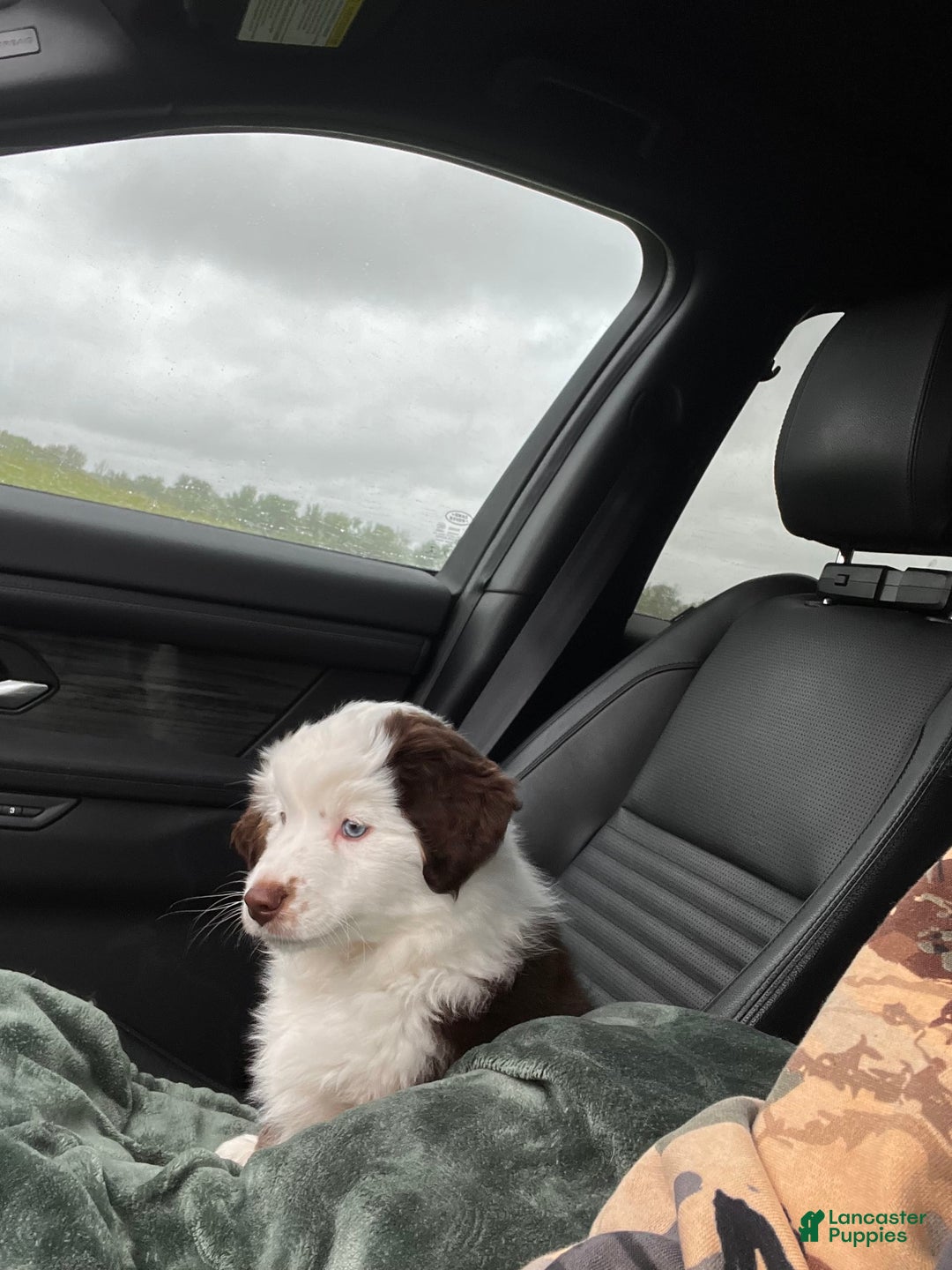 Australian Shepherd dogs for sale: Charli - Image 4