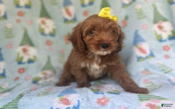Cockapoo dogs for sale: Spirit - Image 8