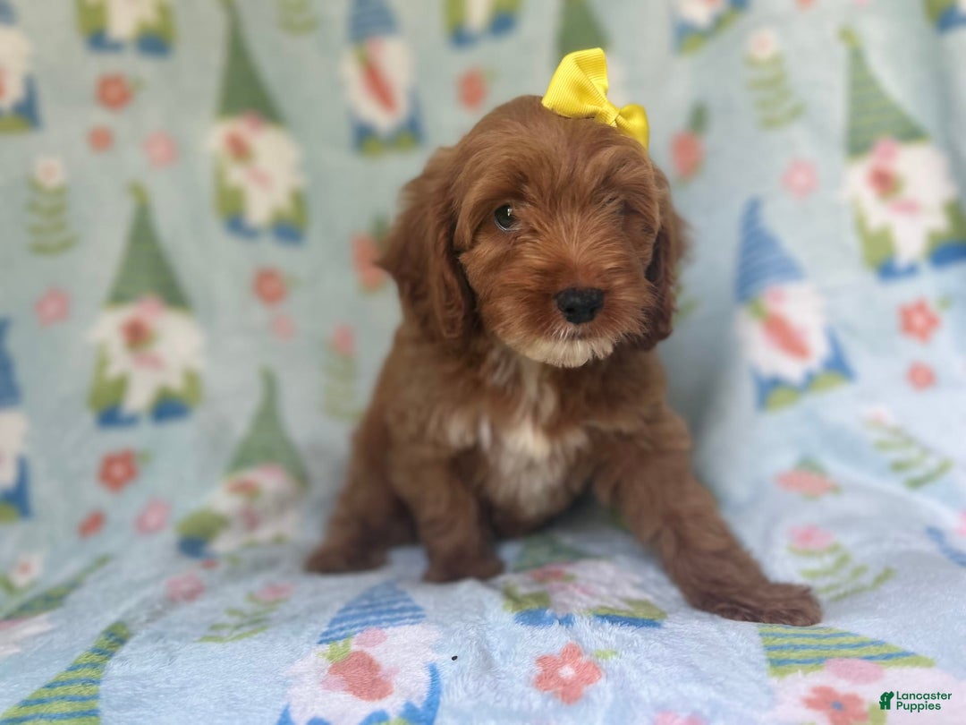 Cockapoo dogs for sale: Spirit - Image 8