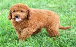 Bichpoo dogs for sale: Nellie - Image 6