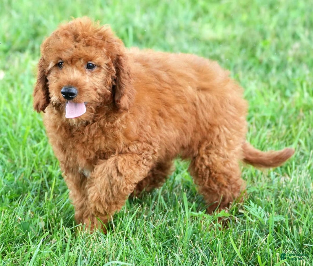 Bichpoo dogs for sale: Nellie - Image 6