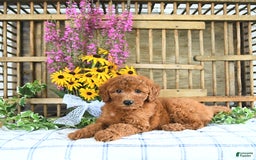 Mini Goldendoodle dogs for sale: Kennedy - Image 5