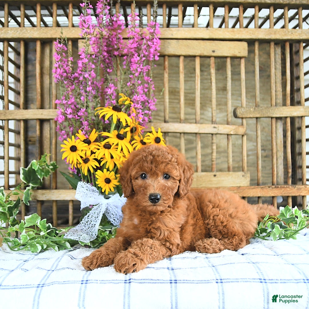 Mini Goldendoodle dogs for sale: Kennedy - Image 5