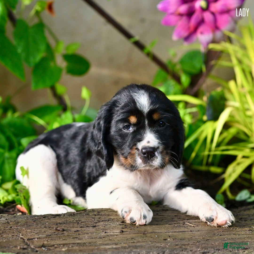 English Springer Spaniel dogs for sale: Lady - Image 4