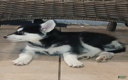 Siberian Husky dogs for sale: Nala - Image 1