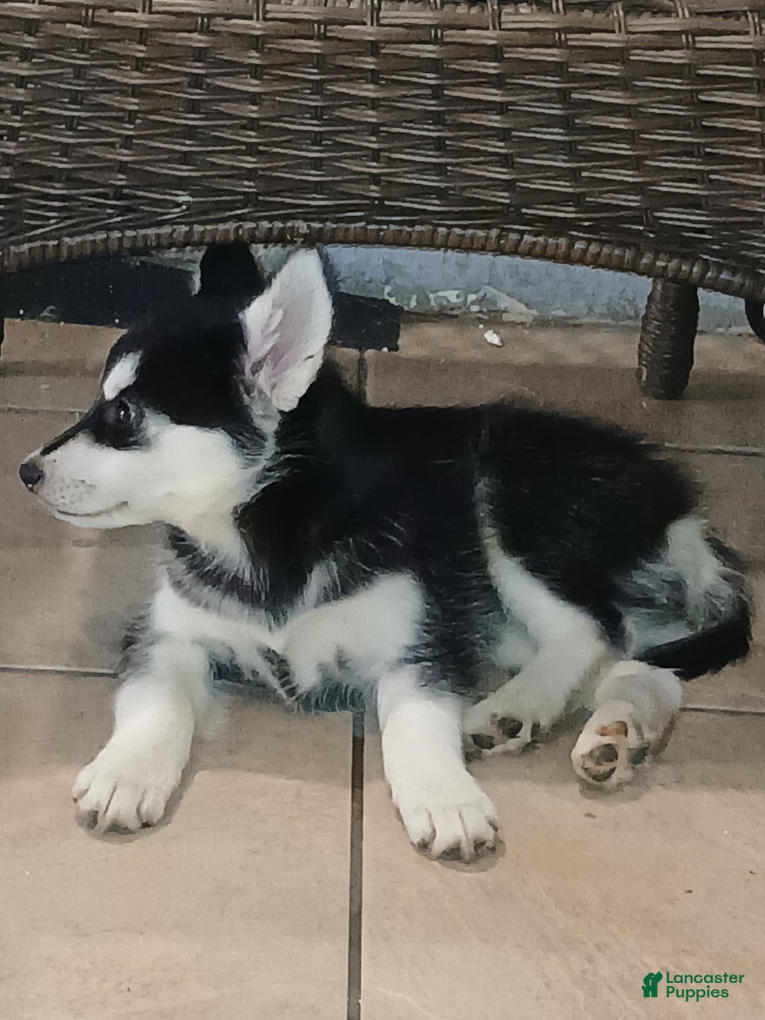 Siberian Husky dogs for sale: Nala - Image 1