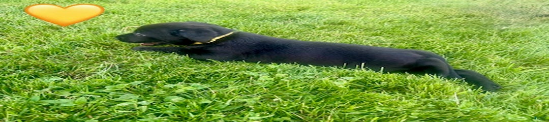 Female Black Yellow Collar