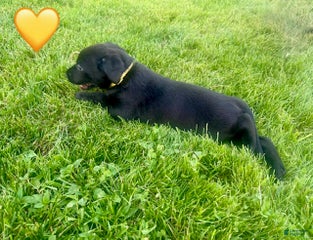 Female Black Yellow Collar