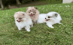 Pomeranian dogs for sale: Theodore - Image 6