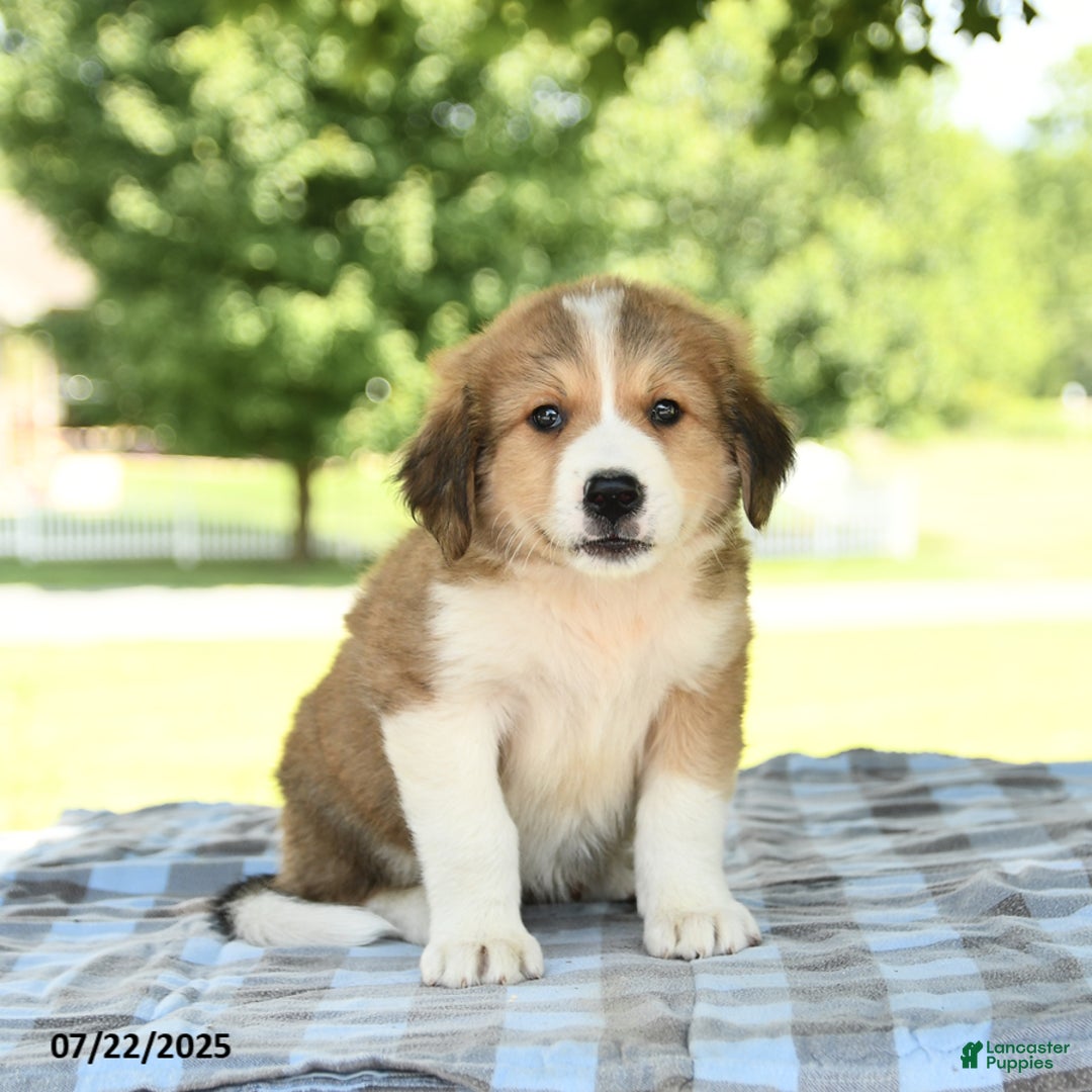 Great Pyrenees dogs for sale: Lassie - Image 2