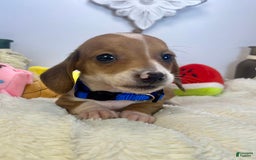 Miniature Dachshund dogs for sale: Jasper - Image 4