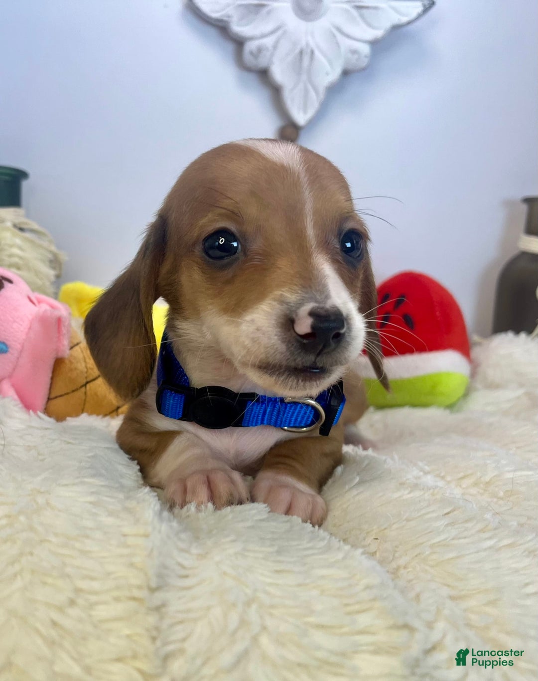 Miniature Dachshund dogs for sale: Jasper - Image 4