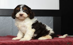 Cavapoo dogs for sale: Jones - Image 2