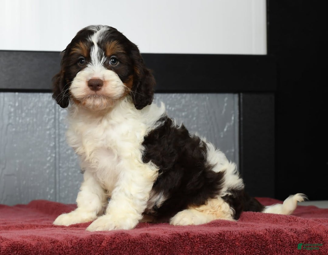 Cavapoo dogs for sale: Jones - Image 2