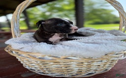 American Bully dogs for sale: Shadow - Image 5