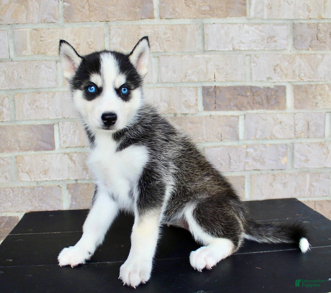 Siberian Husky dogs for sale: Aria - Image 4