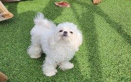 Maltese dogs for sale: Snow - Image 1