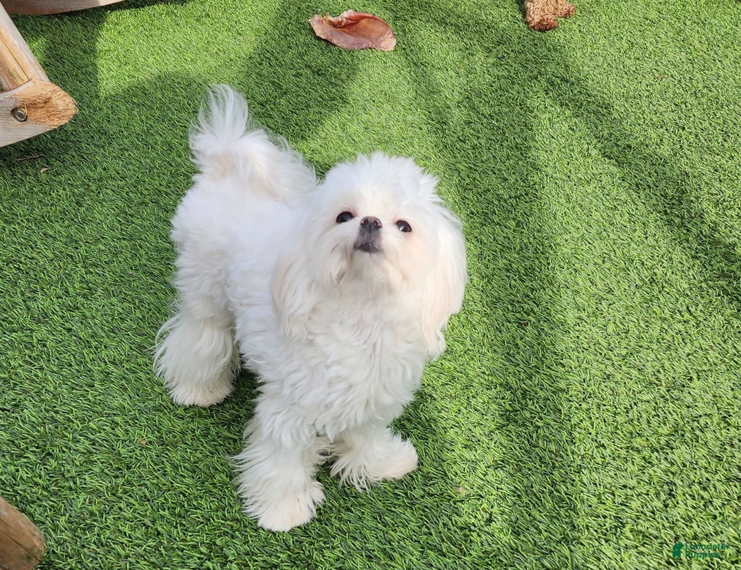Maltese dogs for sale: Snow - Image 1