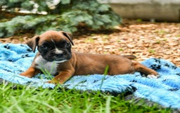 Boxer dogs for sale: Holly - Image 2