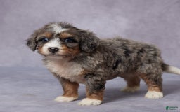 Mini Bernedoodle dogs for sale: Cali - Image 5