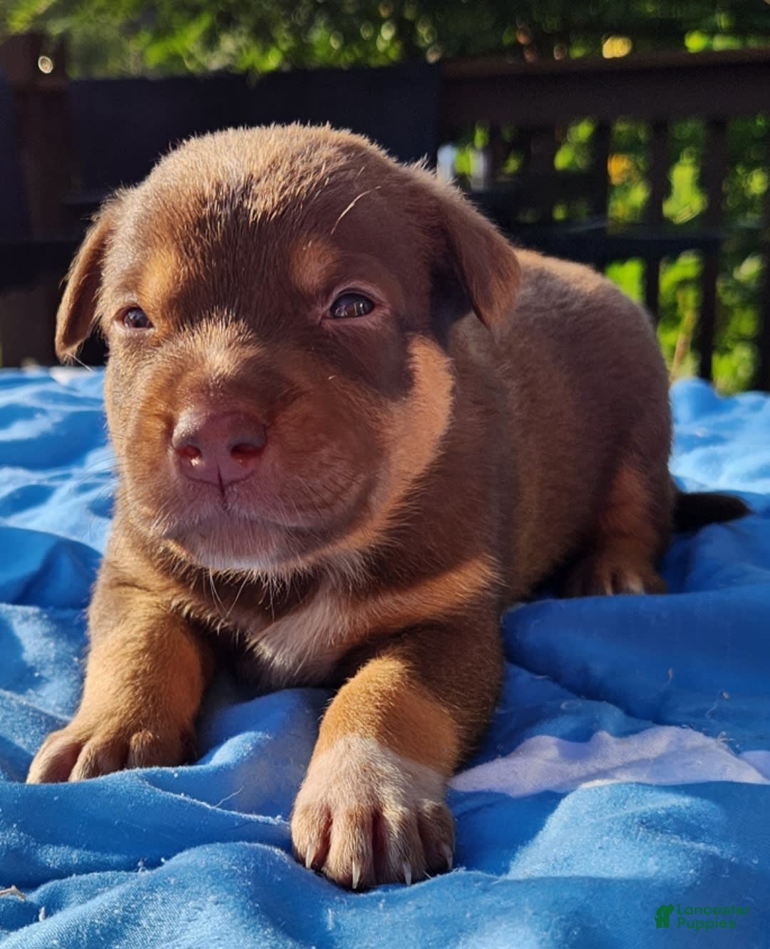 Catahoula Leopard Dog dogs for sale: Zealand - Image 6