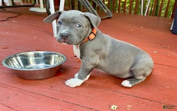 American Bully dogs for sale: Boss Baby - Image 21